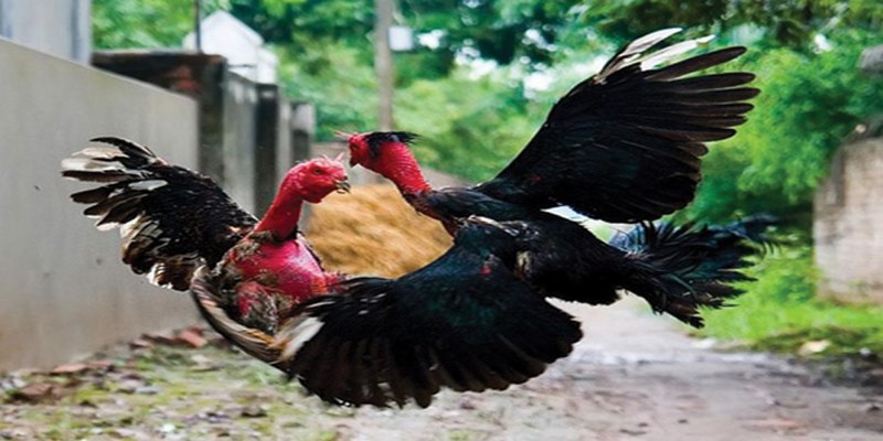Bật Mí Bí Quyết Chơi Đá Gà Jun88 Hiệu Quả Nhất 5 sybj2x.sa.com